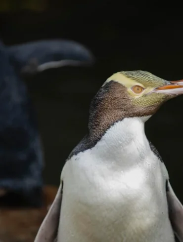 Hoiho Wins New Zealand's Bird of the Year Amidst Controversy and Conservation Urgency