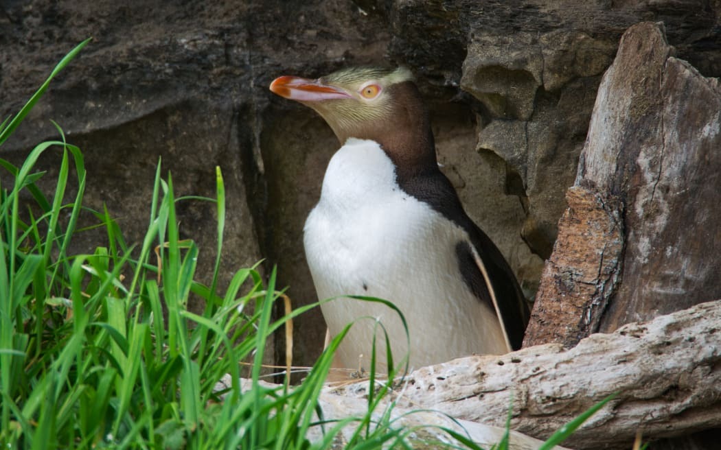 Hoiho Wins New Zealand's Bird of the Year Amidst Controversy and Conservation Urgency