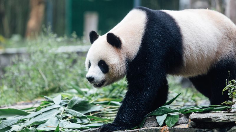 Hong Kong Welcomes Pandas An An and Ke Ke as Part of 75th Anniversary Celebrations