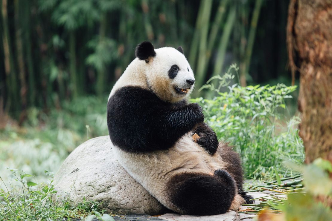 Hong Kong Welcomes Pandas An An and Ke Ke as Part of 75th Anniversary Celebrations