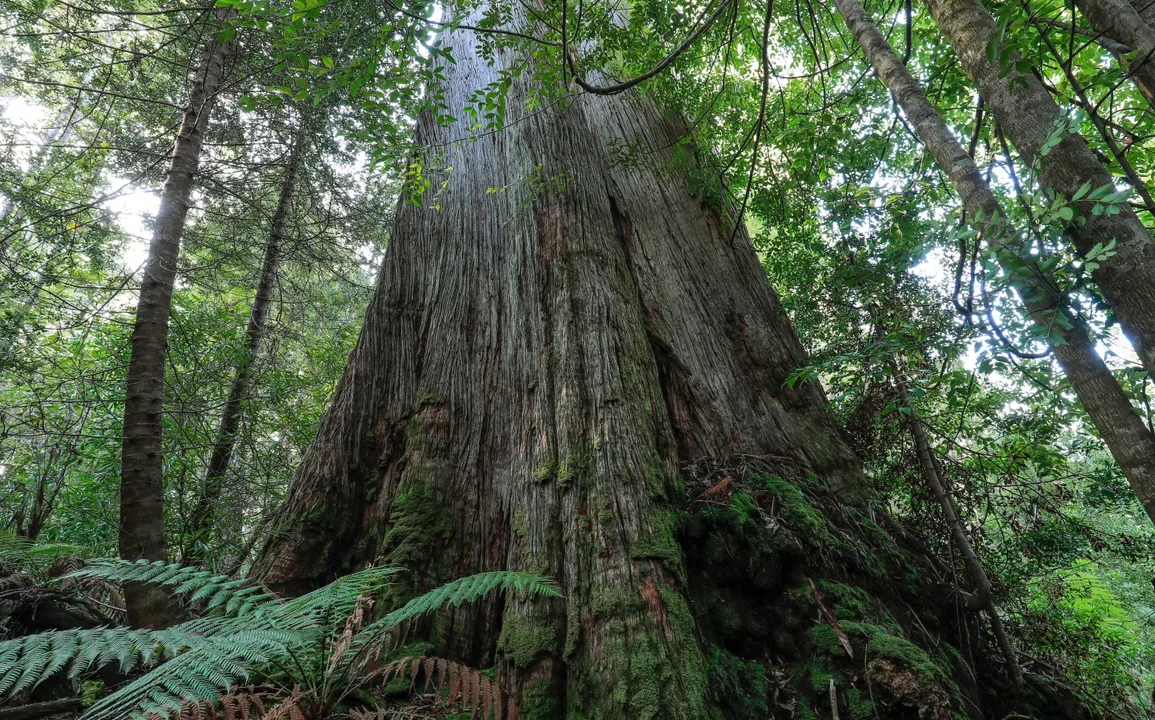 Independent MPs Urge Albanese to End Logging Exemptions, Pushing for Stronger Environmental Protections