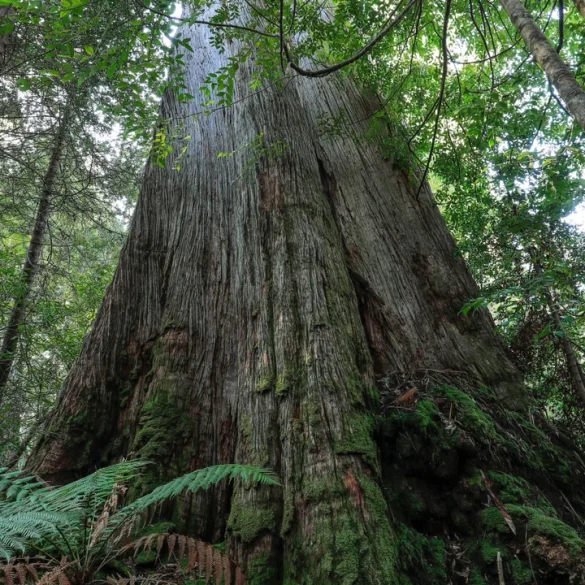 Independent MPs Urge Albanese to End Logging Exemptions, Pushing for Stronger Environmental Protections