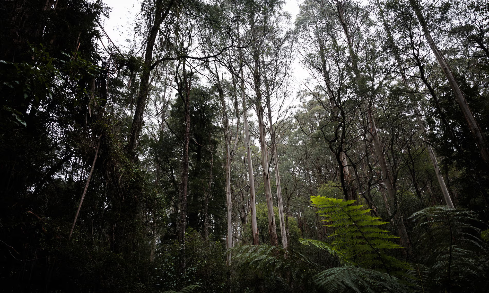 Independent MPs Urge Albanese to End Logging Exemptions, Pushing for Stronger Environmental Protections