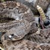 NC Wildlife Officials Urge Residents to Protect Rattlesnakes Amid Reports of Unlawful Killings