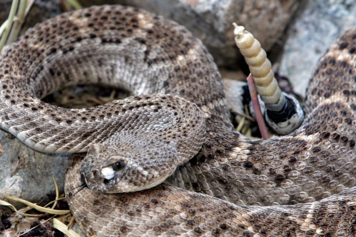 NC Wildlife Officials Urge Residents to Protect Rattlesnakes Amid Reports of Unlawful Killings