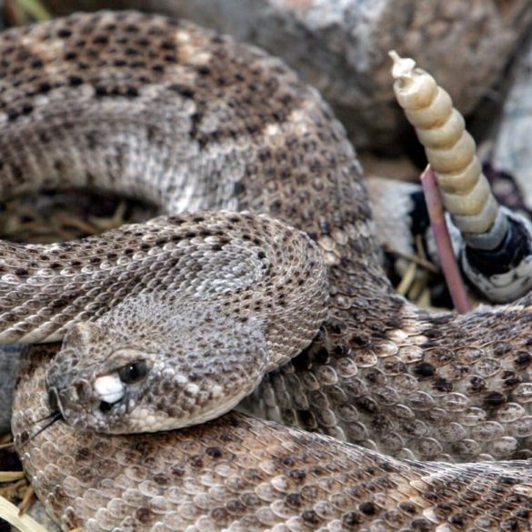 NC Wildlife Officials Urge Residents to Protect Rattlesnakes Amid Reports of Unlawful Killings