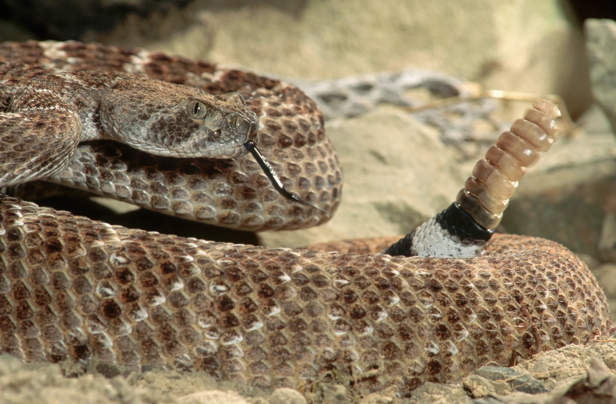 NC Wildlife Officials Urge Residents to Protect Rattlesnakes Amid Reports of Unlawful Killings