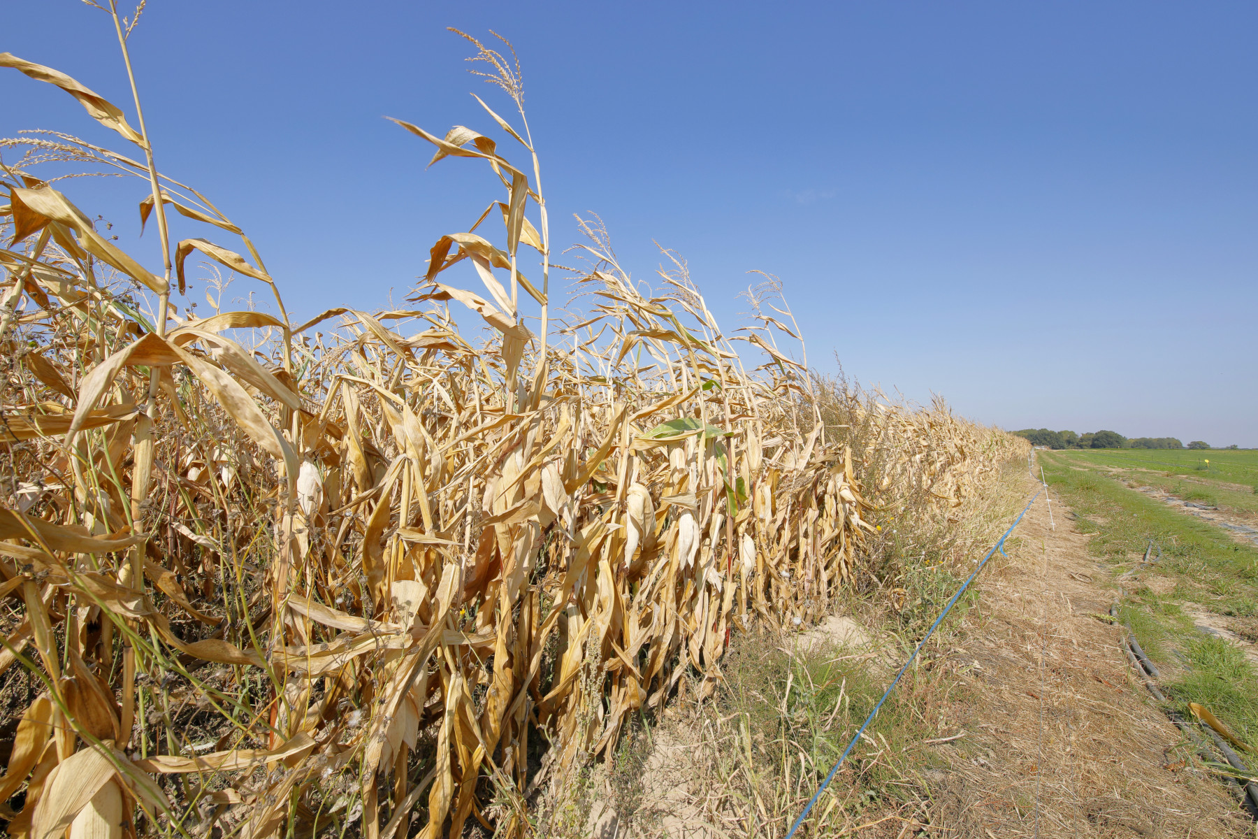 Ohio Residents Urged to Conserve Water as Drought Intensifies, Impacting Agriculture and Water Supply