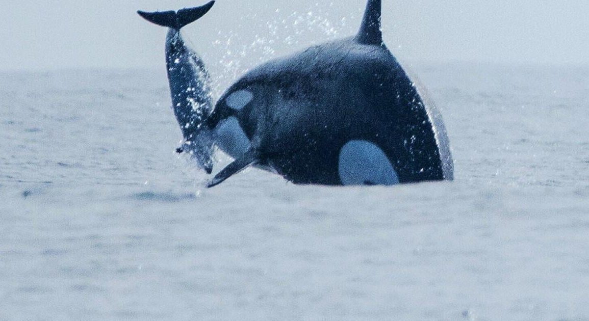 Orca Attack on Dusky Dolphin in Chilean Waters Marks First Recorded Hunt in Humboldt Current