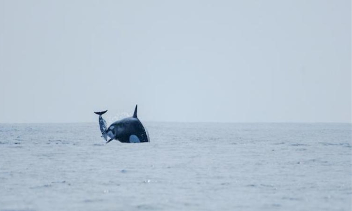 Orca Attack on Dusky Dolphin in Chilean Waters Marks First Recorded Hunt in Humboldt Current