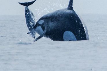 Orca Attack on Dusky Dolphin in Chilean Waters Marks First Recorded Hunt in Humboldt Current