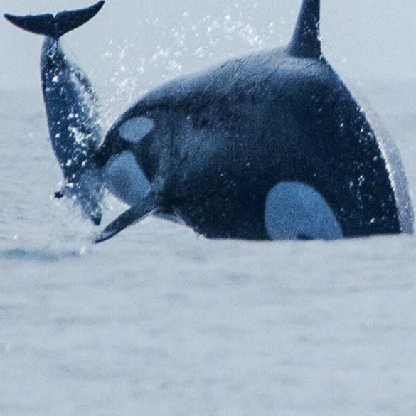 Orca Attack on Dusky Dolphin in Chilean Waters Marks First Recorded Hunt in Humboldt Current