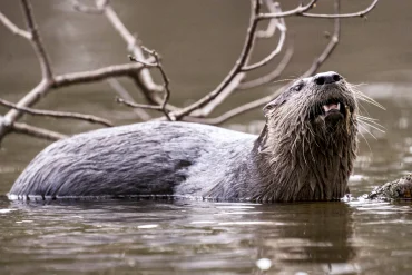 Otter Attack at Bremerton Marina Leaves Child Injured and Under Investigation in Washington