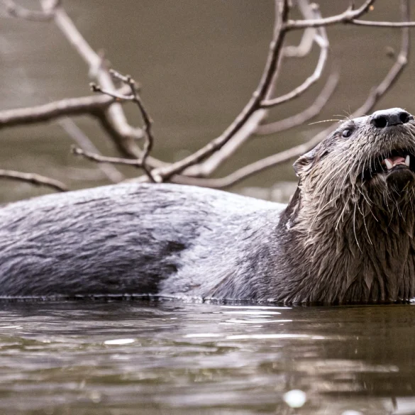 Otter Attack at Bremerton Marina Leaves Child Injured and Under Investigation in Washington