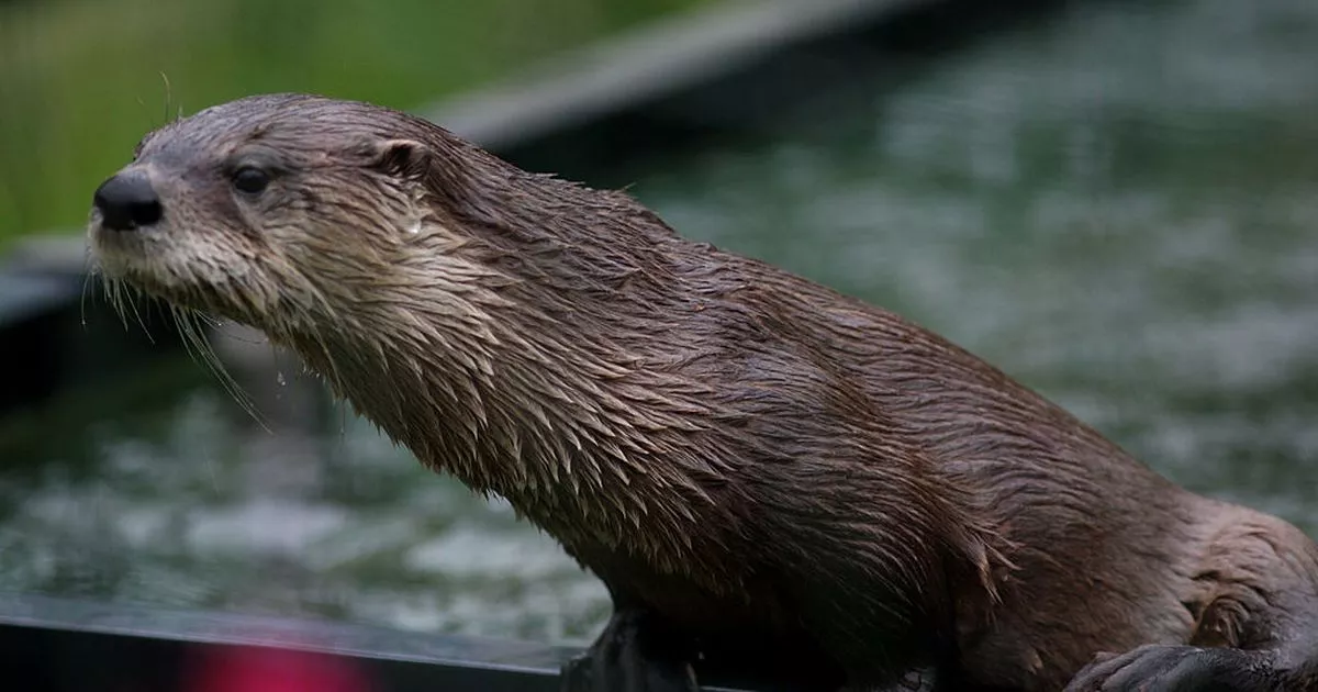 Otter Attack at Bremerton Marina Leaves Child Injured and Under Investigation in Washington