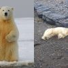 Polar Bear Shot in Northwest Iceland After Rare Sighting, Raising Concerns Over Wildlife Encounters