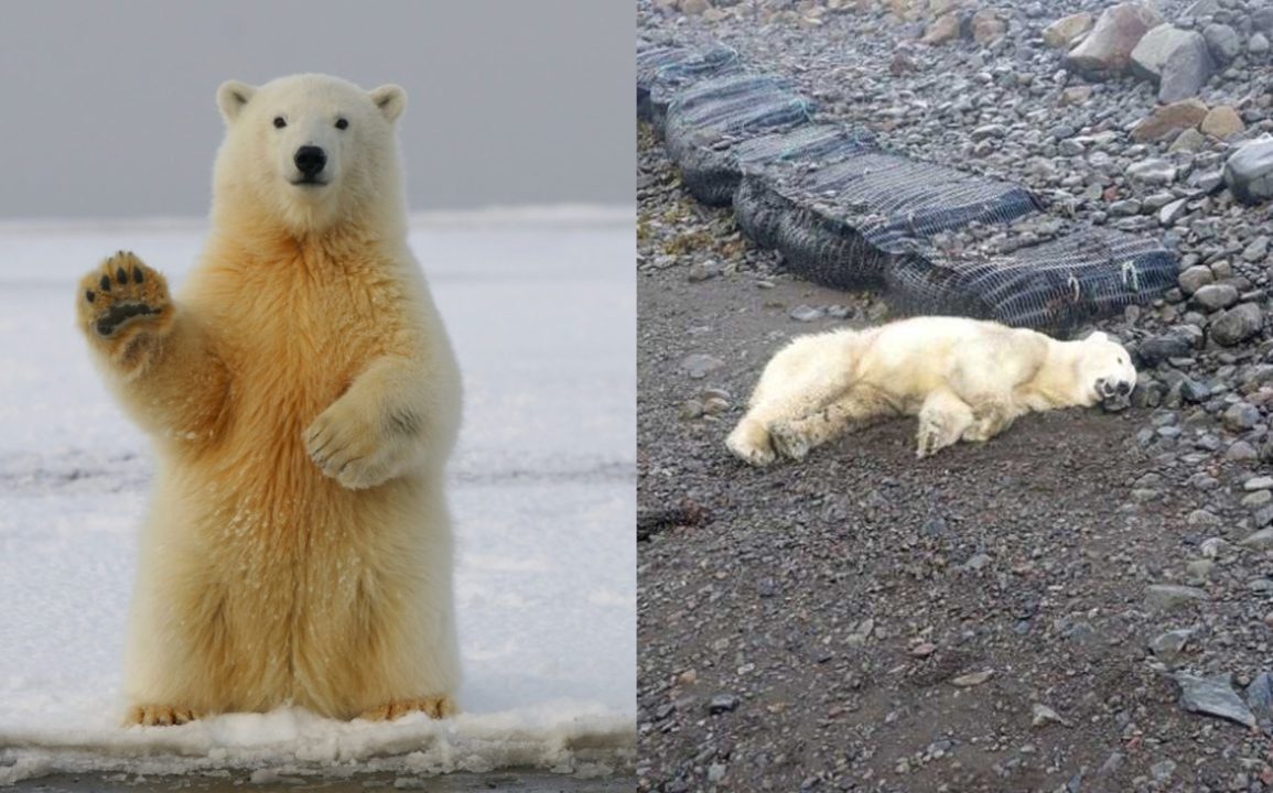 Polar Bear Shot in Northwest Iceland After Rare Sighting, Raising Concerns Over Wildlife Encounters