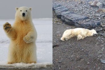 Polar Bear Shot in Northwest Iceland After Rare Sighting, Raising Concerns Over Wildlife Encounters