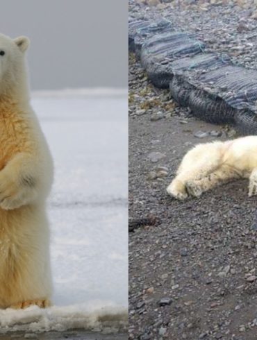 Polar Bear Shot in Northwest Iceland After Rare Sighting, Raising Concerns Over Wildlife Encounters