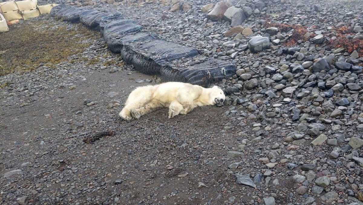 Polar Bear Shot in Northwest Iceland After Rare Sighting, Raising Concerns Over Wildlife Encounters