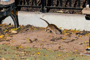 Rodent Infestations Surge in Major US Cities with New York Leading the Pack