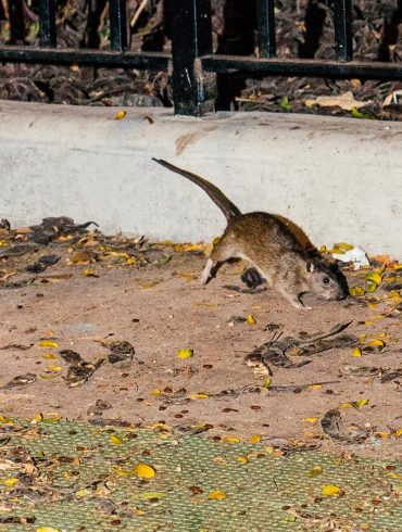 Rodent Infestations Surge in Major US Cities with New York Leading the Pack