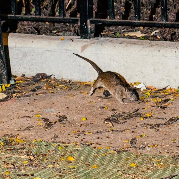 Rodent Infestations Surge in Major US Cities with New York Leading the Pack