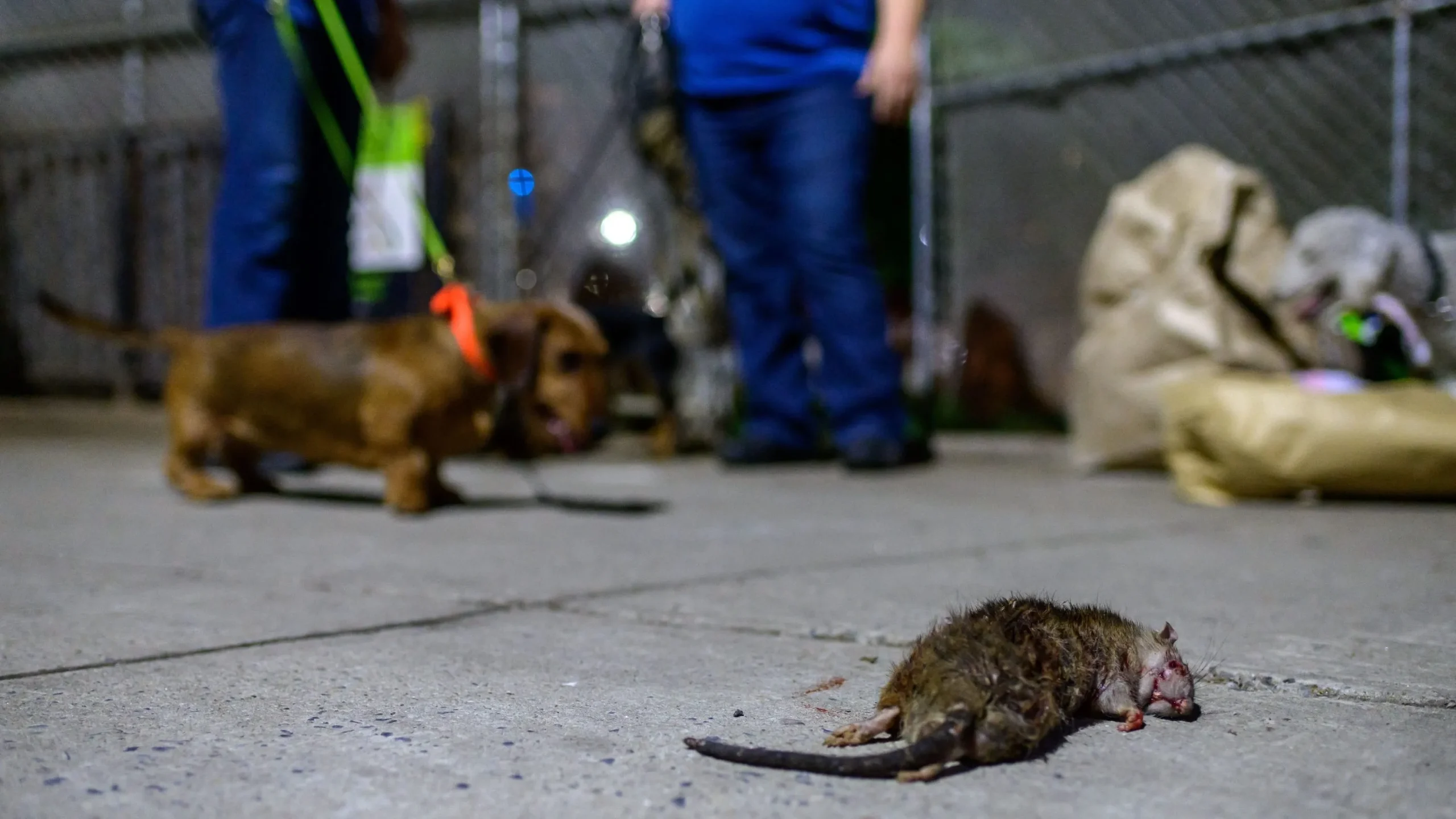 Rodent Infestations Surge in Major US Cities with New York Leading the Pack