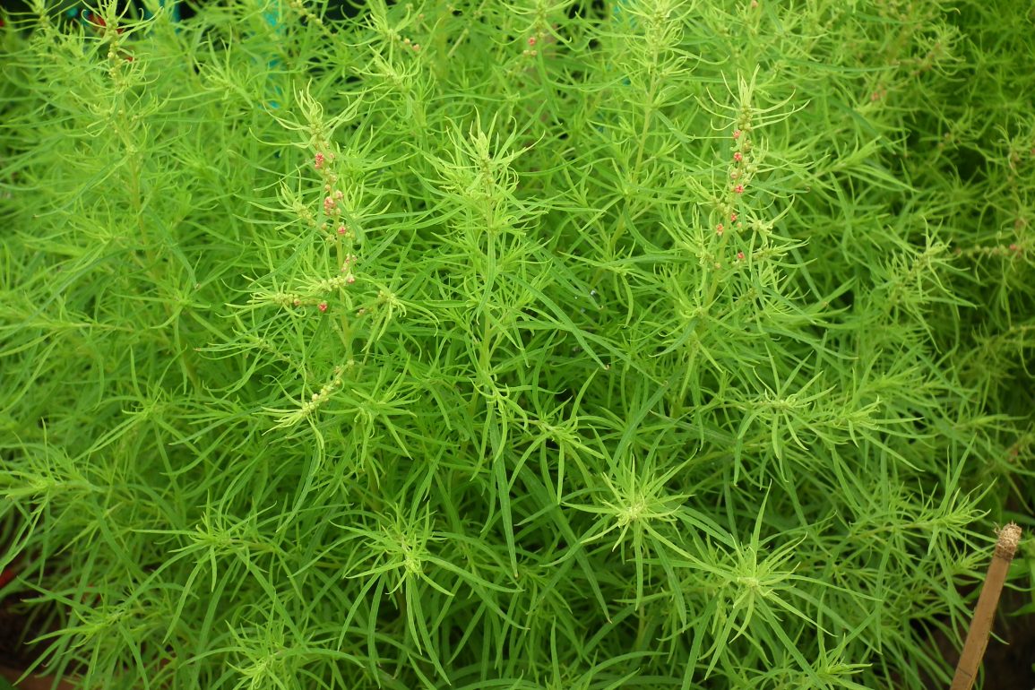 Scientist Tackles Invasive Kochia Weed Spread in Northern Canada Amid Climate Change and Herbicide Resistance