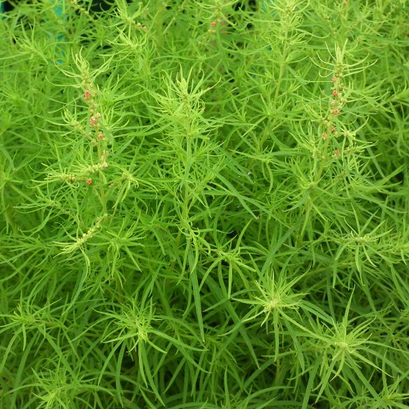 Scientist Tackles Invasive Kochia Weed Spread in Northern Canada Amid Climate Change and Herbicide Resistance