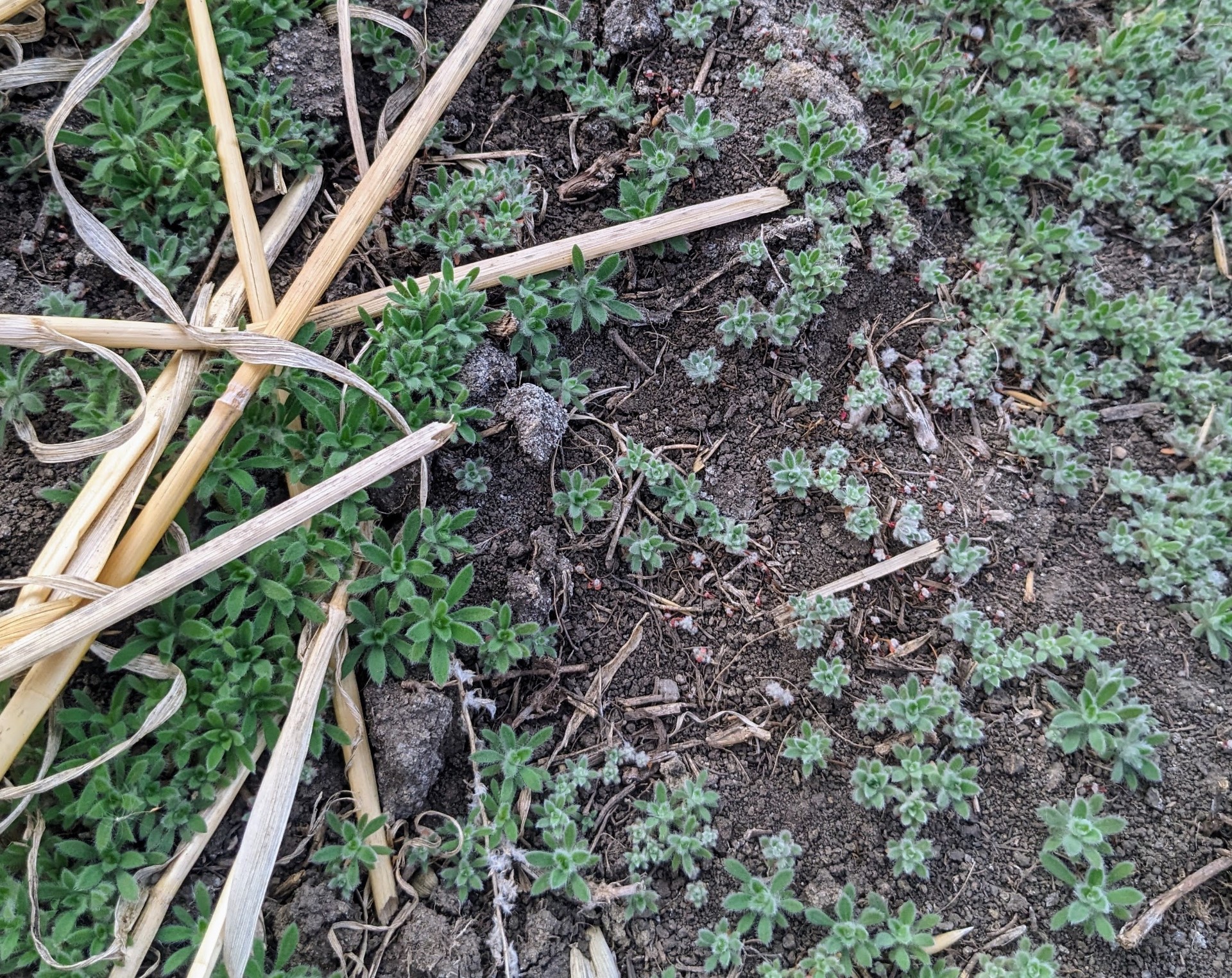 Scientist Tackles Invasive Kochia Weed Spread in Northern Canada Amid Climate Change and Herbicide Resistance