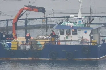 Scottish Sea Farms Faces Criticism for Fish Removal Just Before Parliamentary Delegation's Arrival