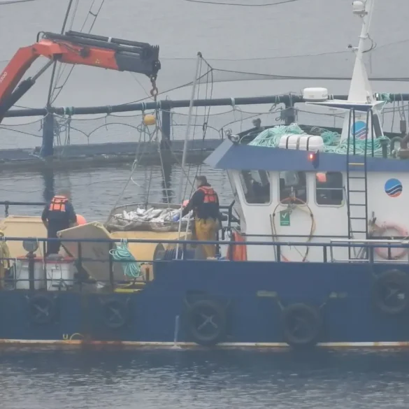 Scottish Sea Farms Faces Criticism for Fish Removal Just Before Parliamentary Delegation's Arrival