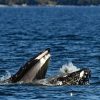 Seal Accidentally Caught in Humpback Whale’s Mouth During Anacortes Whale-Watching Tour