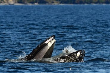 Seal Accidentally Caught in Humpback Whale’s Mouth During Anacortes Whale-Watching Tour