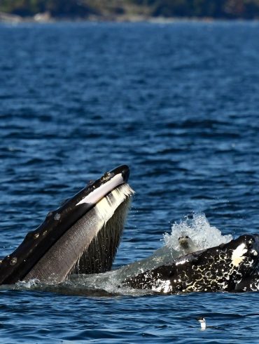 Seal Accidentally Caught in Humpback Whale’s Mouth During Anacortes Whale-Watching Tour