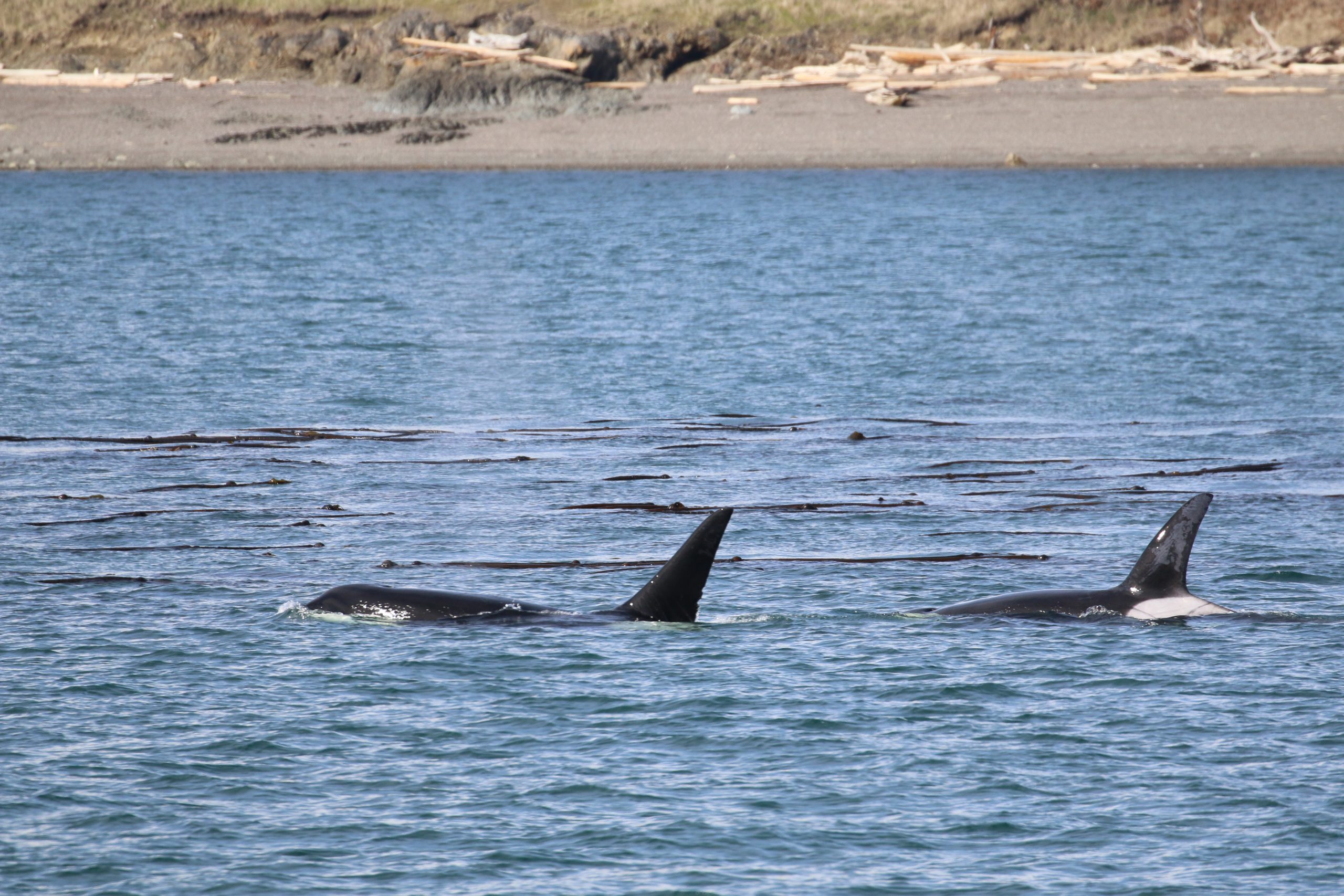 Seal Accidentally Caught in Humpback Whale’s Mouth During Anacortes Whale-Watching Tour