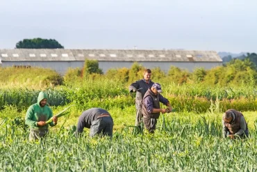 Seasonal Farm Worker in the UK Faces Exploitation and Unreasonable Targets Amidst Harsh Working Conditions