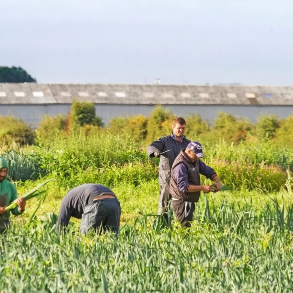 Seasonal Farm Worker in the UK Faces Exploitation and Unreasonable Targets Amidst Harsh Working Conditions