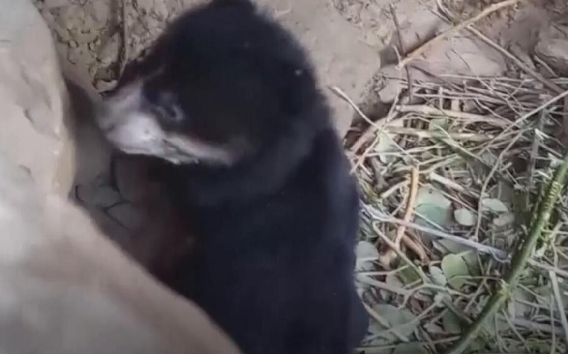 Spectacled Bear Cub Born at Peruvian Rescue Center Dedicated to Wildlife Conservation