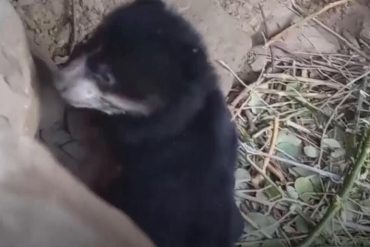 Spectacled Bear Cub Born at Peruvian Rescue Center Dedicated to Wildlife Conservation