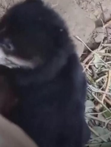 Spectacled Bear Cub Born at Peruvian Rescue Center Dedicated to Wildlife Conservation