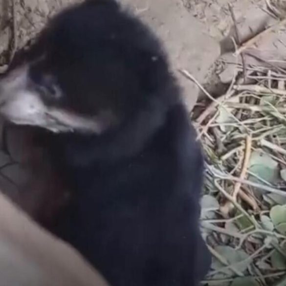 Spectacled Bear Cub Born at Peruvian Rescue Center Dedicated to Wildlife Conservation