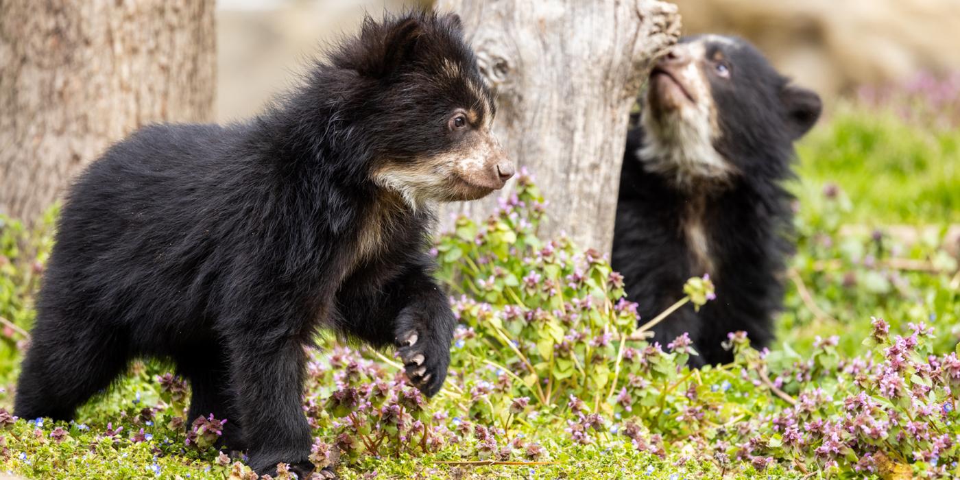 Spectacled Bear Cub Born at Peruvian Rescue Center Dedicated to Wildlife Conservation