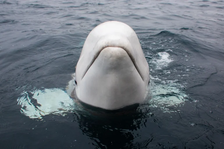 Spy Whale Hvaldimir Dies in Norway, Leaving Legacy of Curiosity and Conservation