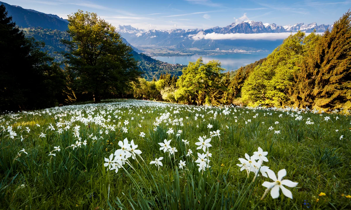 Voters in Switzerland Reject Proposal to Expand Biodiversity Protections, Citing Economic Concerns