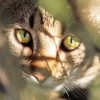 Wild Deserts Project Revives Extinct Native Species in Australia, Battling Feral Cats to Restore Ecosystem