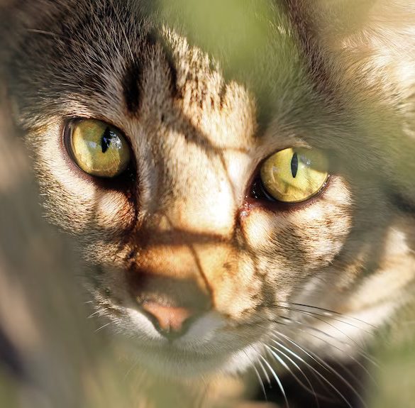 Wild Deserts Project Revives Extinct Native Species in Australia, Battling Feral Cats to Restore Ecosystem