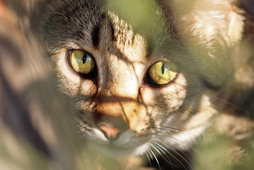 Wild Deserts Project Revives Extinct Native Species in Australia, Battling Feral Cats to Restore Ecosystem