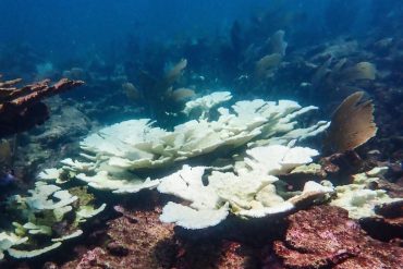 Young IVF-Bred Corals Show Remarkable Resilience to Heatwaves, Outperforming Older Corals in Groundbreaking Study